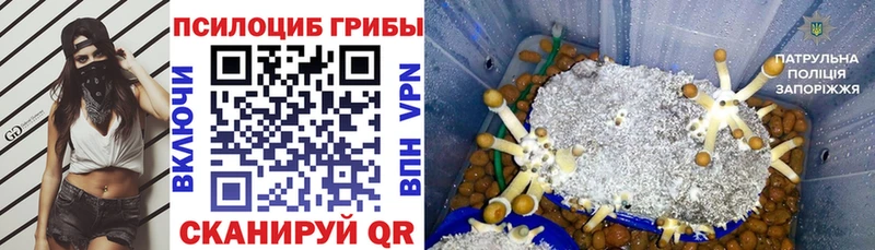 где можно купить   Пласт  Псилоцибиновые грибы мухоморы 